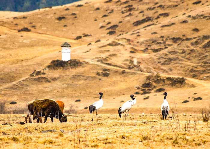 【不丹全景遊】南亞佛國朝聖之旅-11天10夜